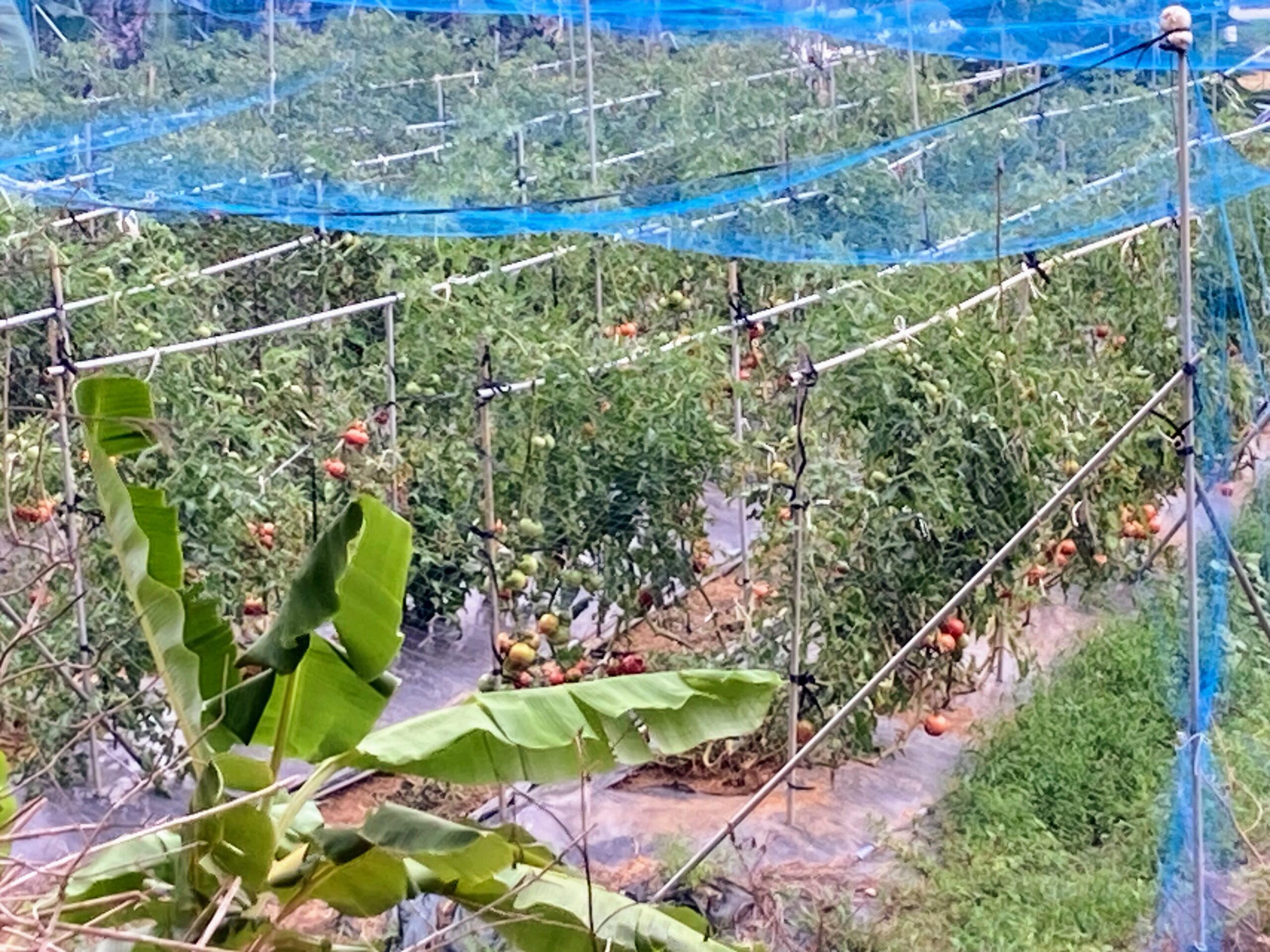 トマトの農園