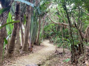 アダンの森の小道