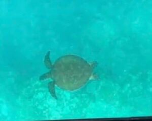 グラスボートから見たウミガメ